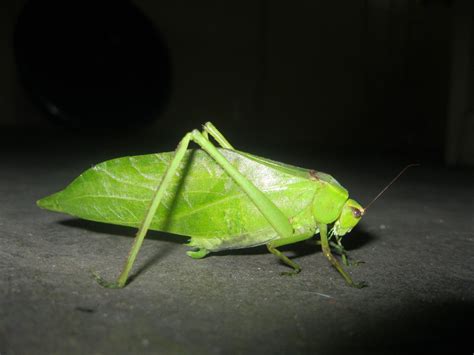 giant malaysian katydid|Stilpnochlora couloniana